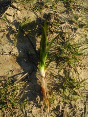 Sagittaria sagittifolia