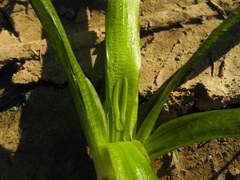 Sagittaria sagittifolia