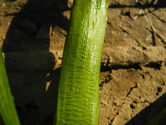 Sagittaria sagittifolia