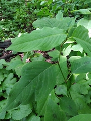 Persicaria virginiana