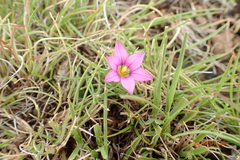 Romulea camerooniana