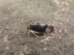 Pediopsoides distinctus