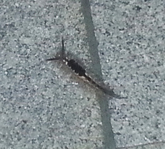 Dasychira chekiangensis