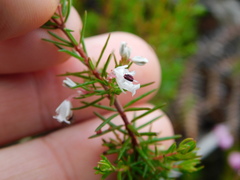 Erica fuscescens