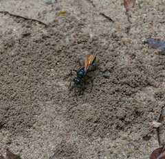 Sphex
