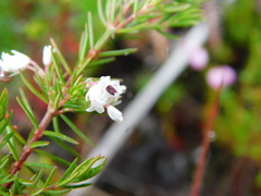 Erica fuscescens