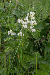Thalictrum petaloideum