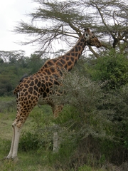 Giraffa camelopardalis rothschildi