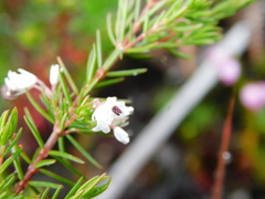 Erica fuscescens