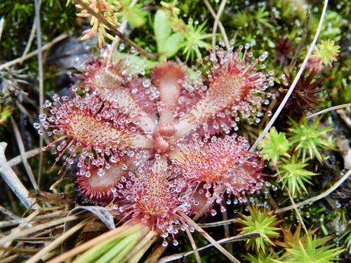 Image of Drosera venusta by (c) Rebecca Ryen-Stols, some rights reserved (CC BY-SA)