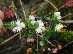 Erica lehmannii