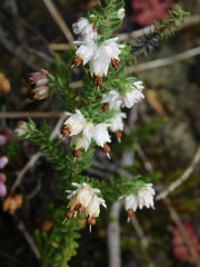 Erica lehmannii