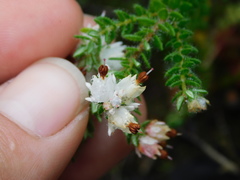 Erica lehmannii