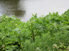 Heracleum mantegazzianum
