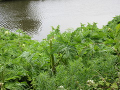 Heracleum mantegazzianum