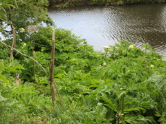 Heracleum mantegazzianum