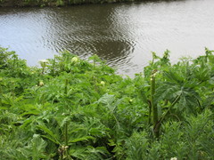 Heracleum mantegazzianum