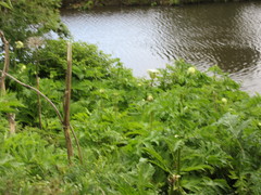 Heracleum mantegazzianum