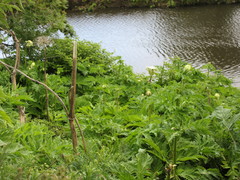 Heracleum mantegazzianum