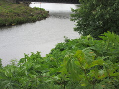 Heracleum mantegazzianum