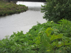 Heracleum mantegazzianum