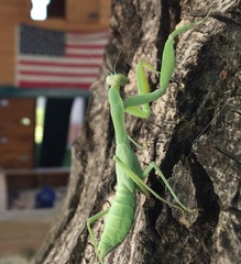 Hierodula tenuidentata