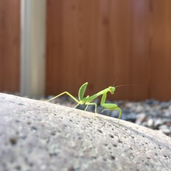 Hierodula tenuidentata