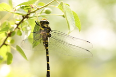 Cordulegaster bidentata