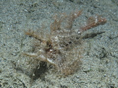 Pteroidichthys amboinensis