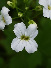 Cardamine angulata