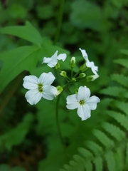 Cardamine angulata