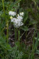 Thalictrum petaloideum