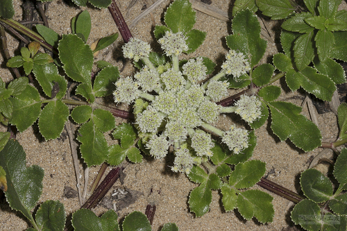 Glehnia
