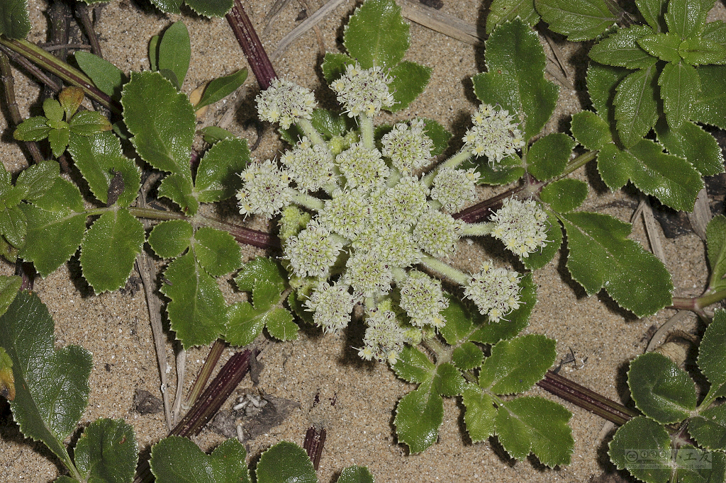 Glehnia