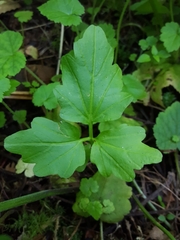 Cardamine angulata