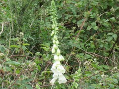 Digitalis purpurea