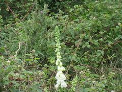 Digitalis purpurea