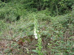 Digitalis purpurea