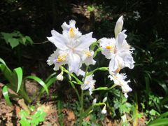 Iris japonica