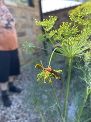 Strangalia sexnotata
