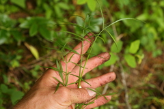 Perideridia gairdneri