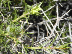 Hecastocleis shockleyi