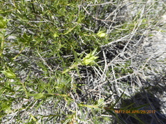 Hecastocleis shockleyi