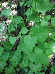Alliaria petiolata