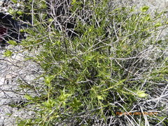 Hecastocleis shockleyi