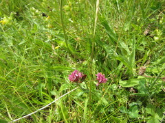 Trifolium pratense