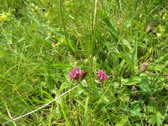 Trifolium pratense