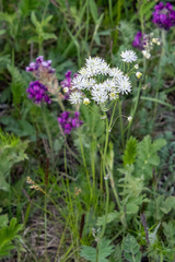 Thalictrum petaloideum