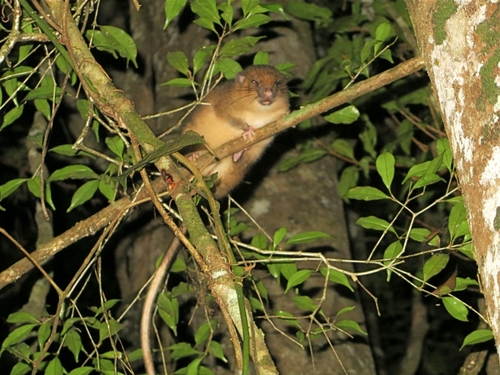 White-tailed Antsangy (Brachytarsomys albicauda) — Least Concern Mammalia