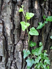 Hedera helix